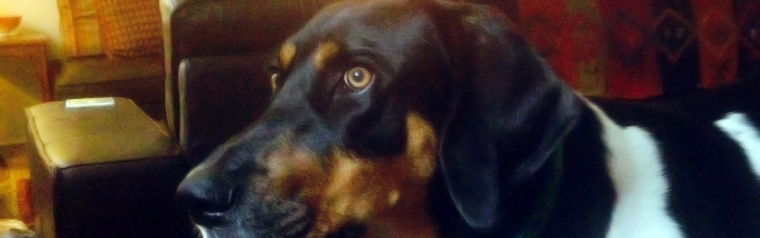 Mo, my therapy dog
