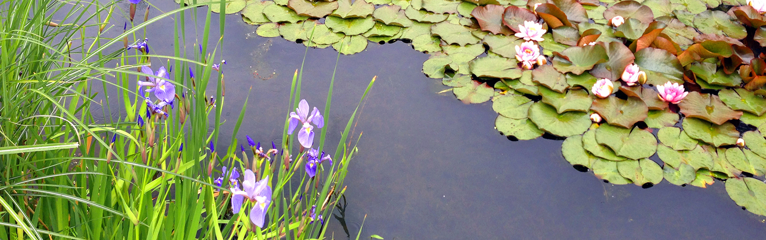 Purple Flowers