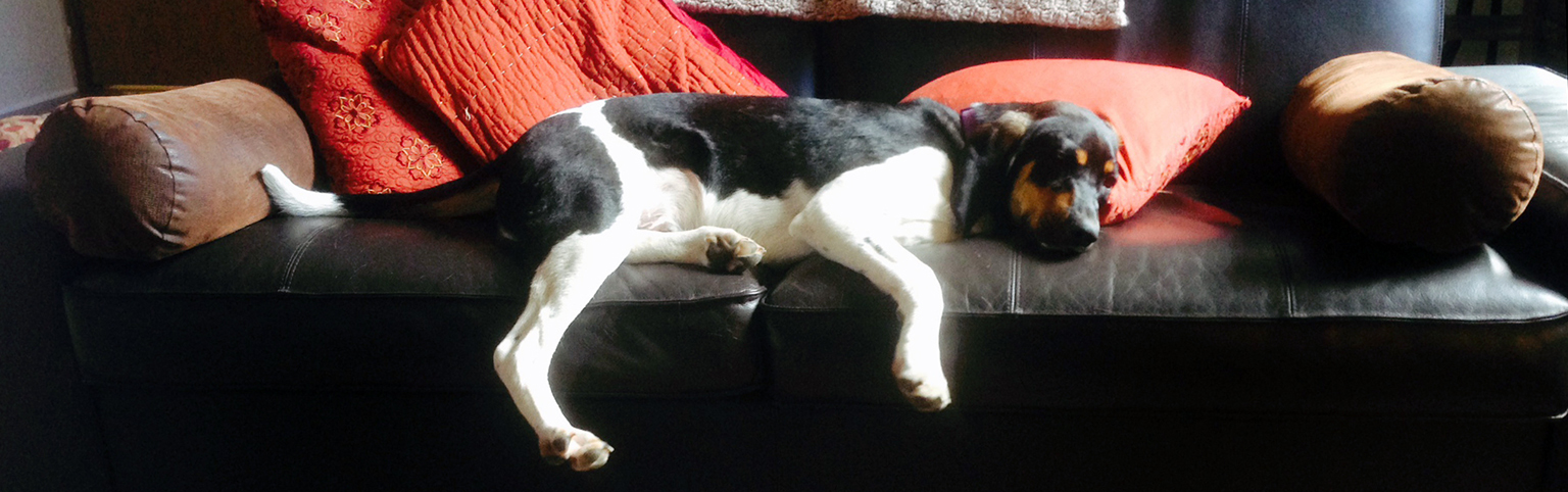Mo napping on the couch.